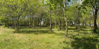 terrain à BELIN BELIET (33830)